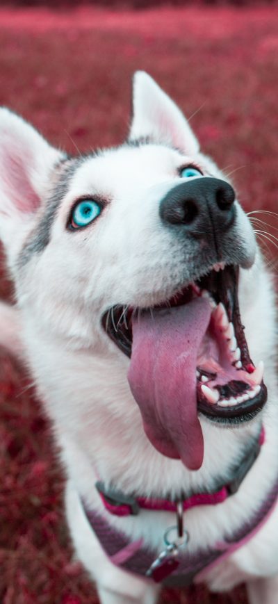 Fond d'écran iPhone Siberian Husky 4k