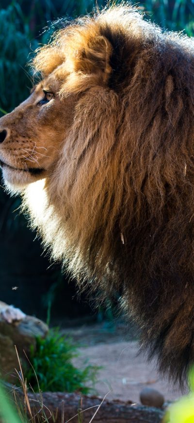 Fond d'écran iPhone Lion And Cub