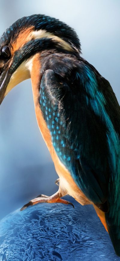 Fond d'écran iPhone Kingfisher Bird Sitting