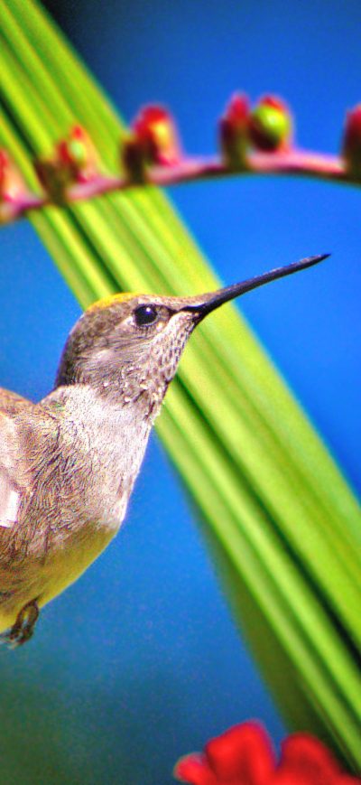 Fond d'écran iPhone Hummingbird Bird