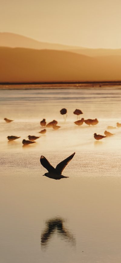 Fond d'écran iPhone Birds Seashore 5k