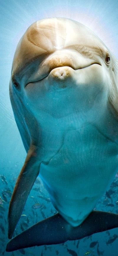 Fond d'écran iPhone Dolphin Hd