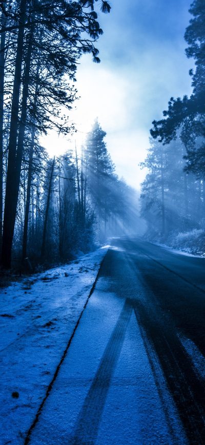 Fond d'écran iPhone Forest Snowy Dark Evening 5k