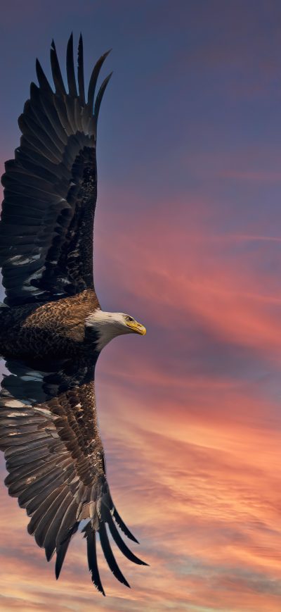 Fond d'écran iPhone Bald Eagle Open Wings Sky 5k