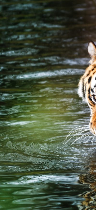 Fond d'écran Tiger 4k sur iPhone