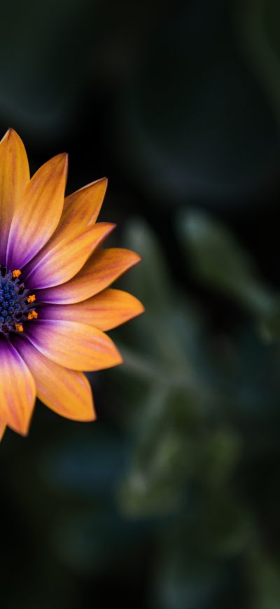 Fond d'écran iPhone Bright Orange Purple Flower 8k