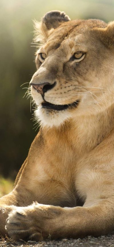 Fond d'écran iPhone African Lion Hd