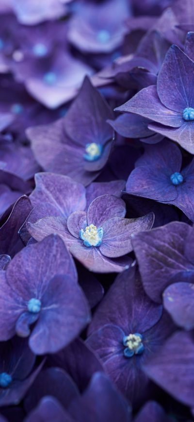 Fond d'écran iPhone Hydrangea Violet Flowers