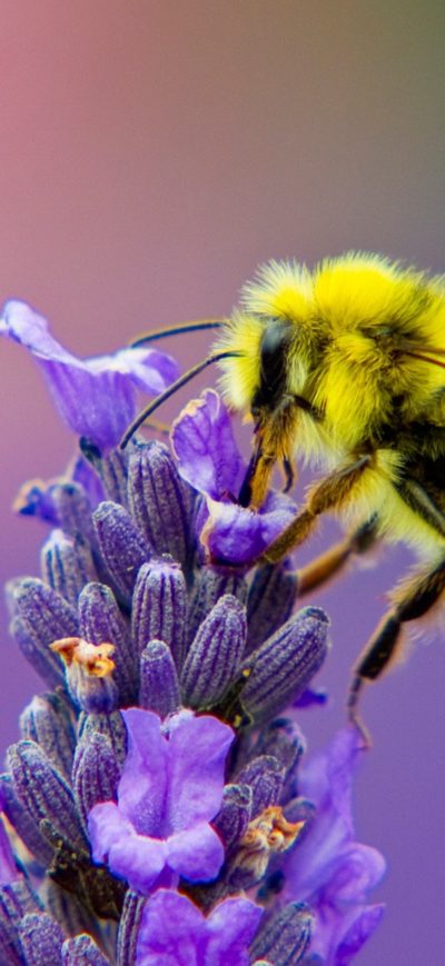 Fond d'écran Honey Bee Lavendar Nectar sur iPhone