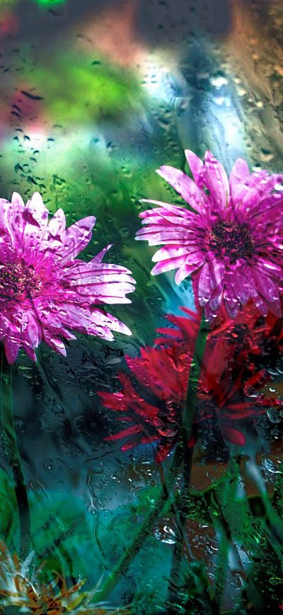 Fond d'écran iPhone Flowers Behind Glass Drops
