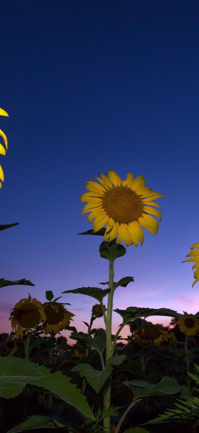 Fond d'écran iPhone Sunflower