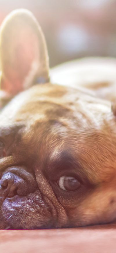Fond d'écran iPhone French Bull Dog
