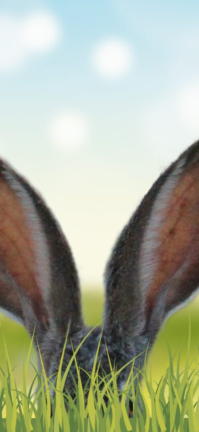 Fond d'écran iPhone Rabbit Ears In The Grass 5k