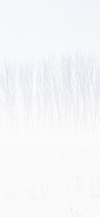 Fond d'écran iPhone Snow Trees Abstract