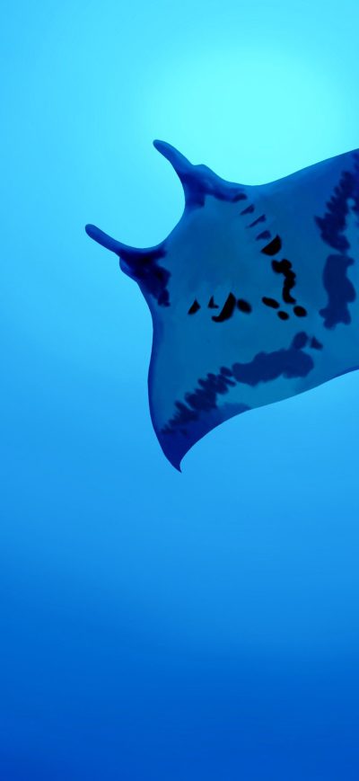Fond d'écran iPhone Manta Ray 4k