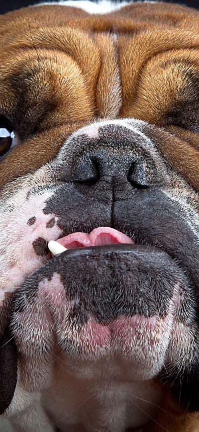 Fond d'écran iPhone Bulldog