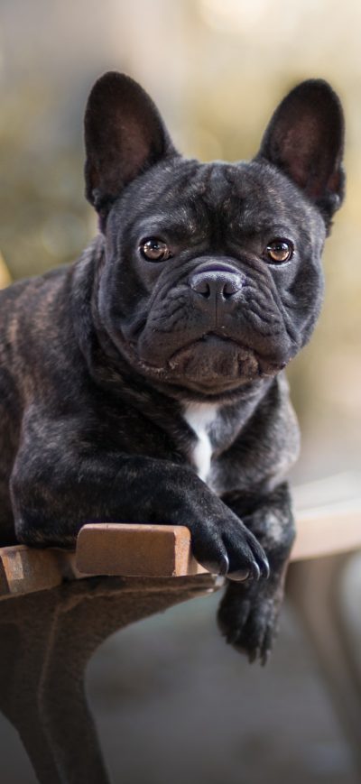 Fond d'écran iPhone French Bulldog