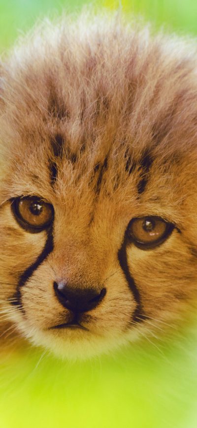Fond d'écran iPhone Cheetah Cute Cub 4k