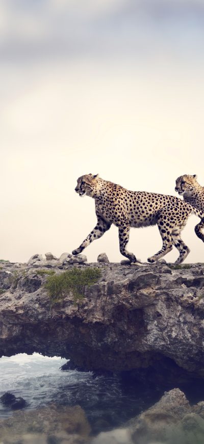Fond d'écran iPhone Cheetah 5k