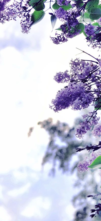 Fond d'écran iPhone Lilac Flowers Tree