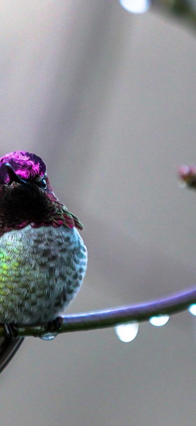 Fond d'écran iPhone Annas Hummingbird