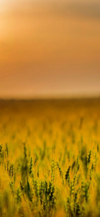 Fond d'écran iPhone Yellow Green Field During Sunset 4k
