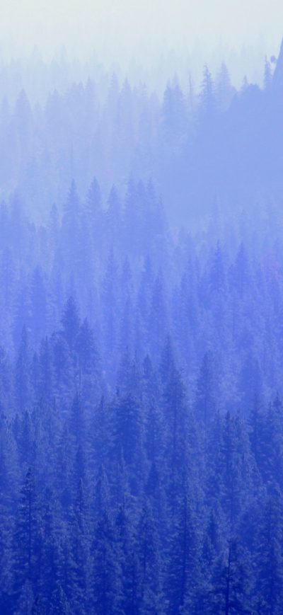 Fond d'écran iPhone Forest Trees Blue Tone 5k