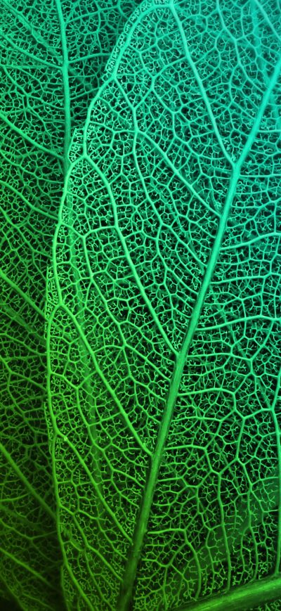 Fond d'écran iPhone Leaf Macro Stock