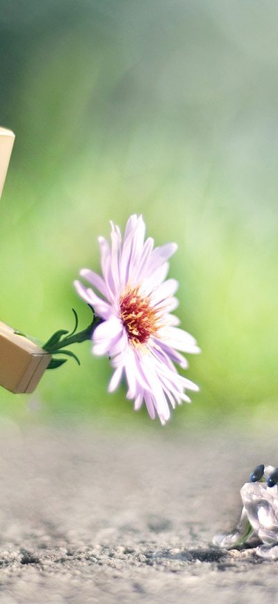Fond d'écran iPhone Danbo With Flower