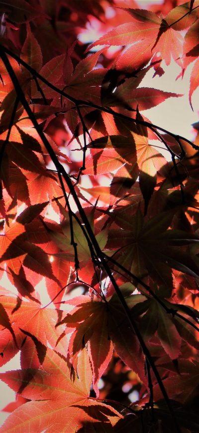 Fond d'écran iPhone Red Autumn Season Leaves