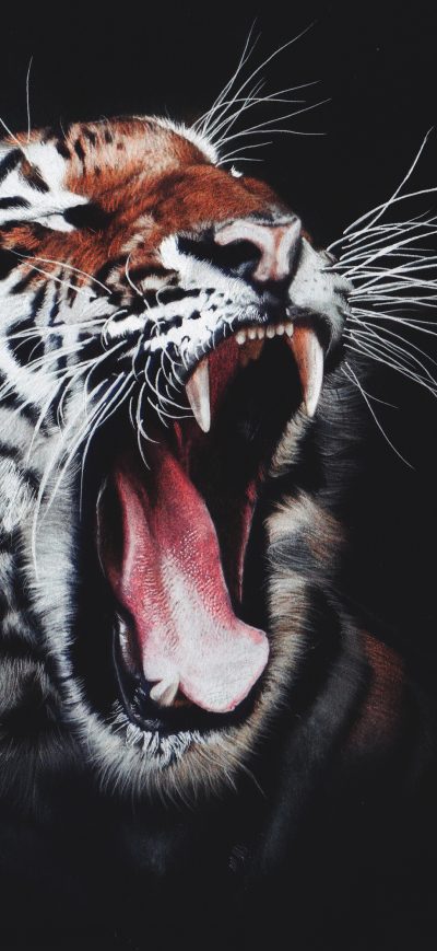 Fond d'écran iPhone Tiger Roar