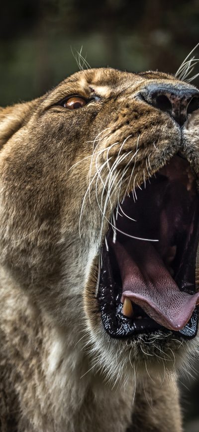 Fond d'écran iPhone Lion With Open Mouth 5k