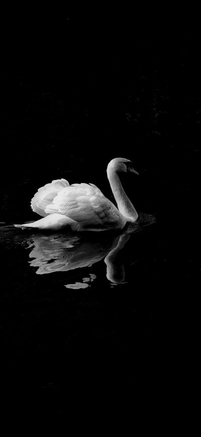 Fond d'écran iPhone Swan Monochrome 4k