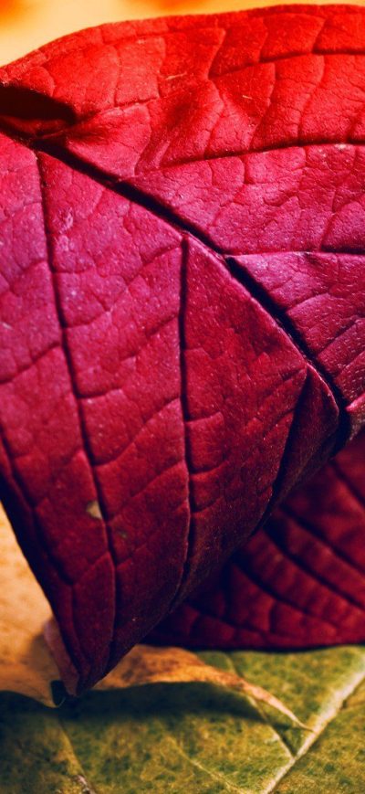 Fond d'écran iPhone Red Leave
