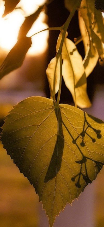 Fond d'écran iPhone Leaves Macro Lights
