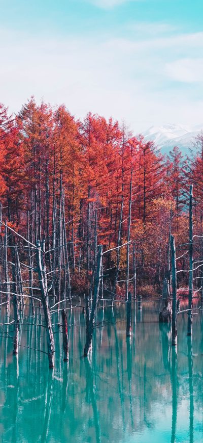 Fond d'écran iPhone Nature Landscape Trees Forest Fall Water Pond Sky Clouds 4k