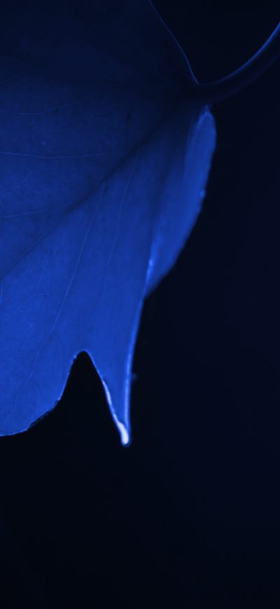 Fond d'écran iPhone Blue Leaf Macro