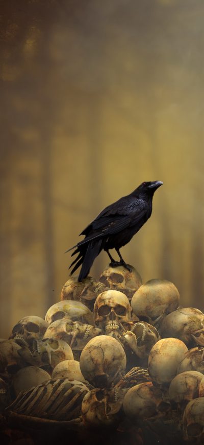 Fond d'écran iPhone Raven Sitting On Skulls