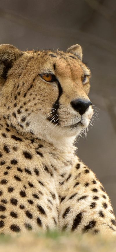 Fond d'écran iPhone Cheetah Predator Animal