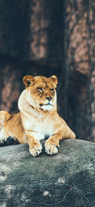 Fond d'écran iPhone Lion Sitting On Rock 4k