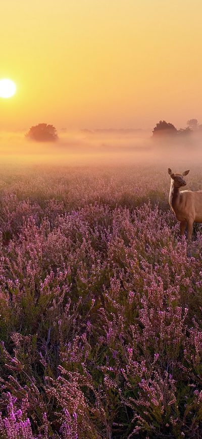 Fond d'écran iPhone Heathland Deer 4k