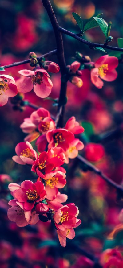 Fond d'écran iPhone Red Pearls Flowers 4k
