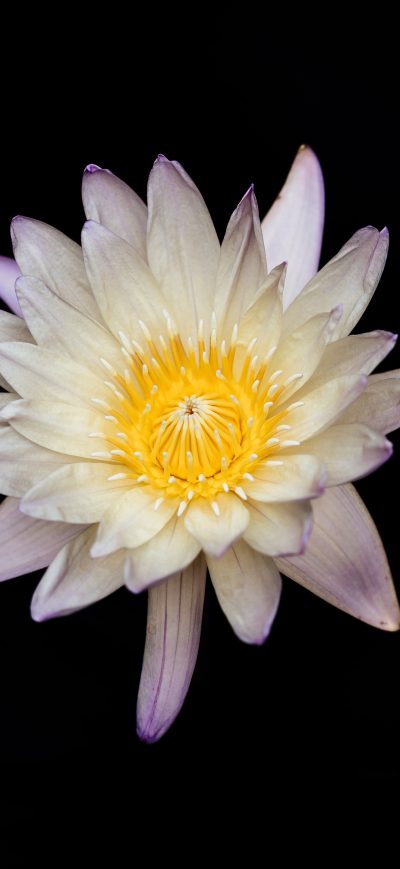 Fond d'écran iPhone White And Yellow Flower Black Background 5k