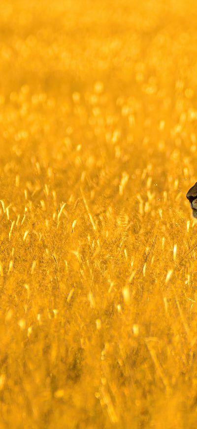 Fond d'écran iPhone Lioness Big Cat 4k