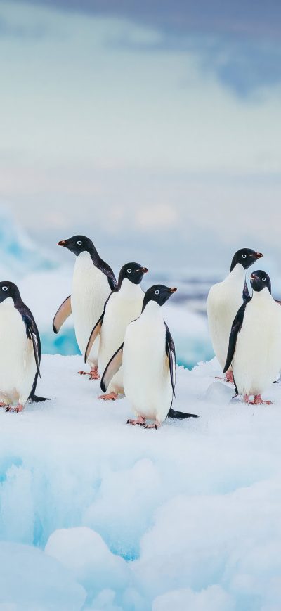 Fond d'écran iPhone Adelie Penguin Antarctica