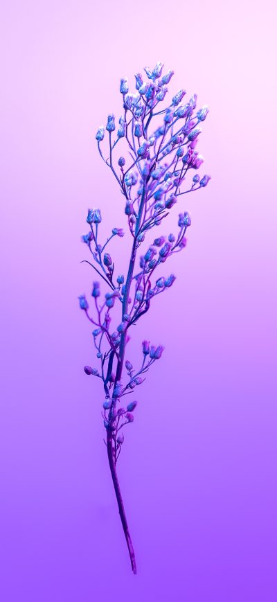 Fond d'écran iPhone Purple Petal Sky With Stem