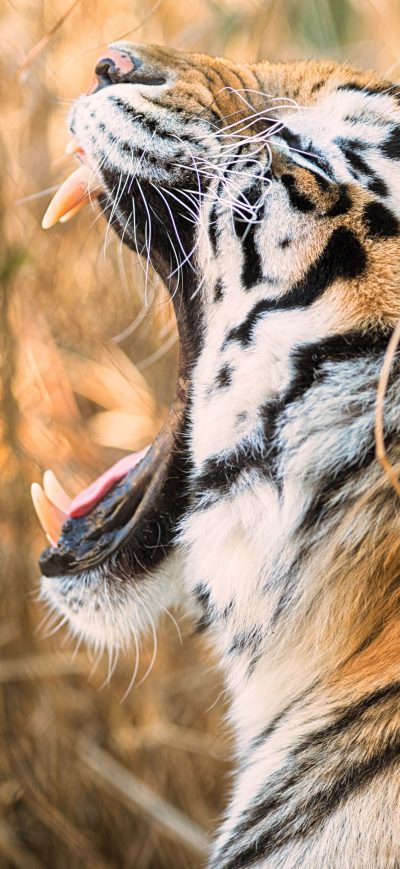 Fond d'écran iPhone Tiger Open Mouth 8k