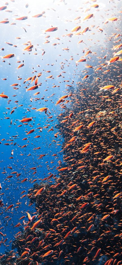 Fond d'écran iPhone Reefs And An Abundance Of Diverse Marine Life