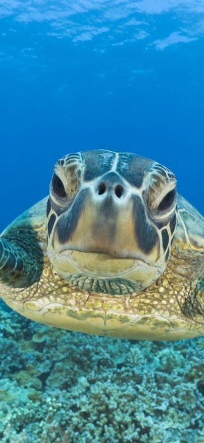 Fond d'écran iPhone Turtle