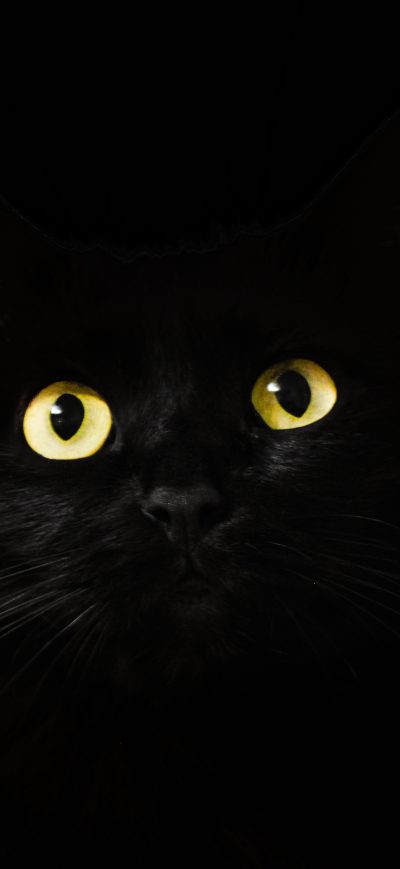 Fond d'écran Black Cat Eyes Dark 5k sur iPhone